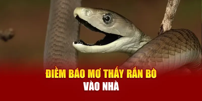 Điềm báo mơ thấy rắn bò vào nhà