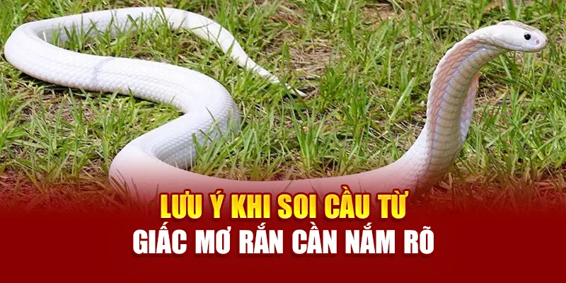 Lưu ý khi soi cầu từ giấc mơ rắn cần nắm rõ